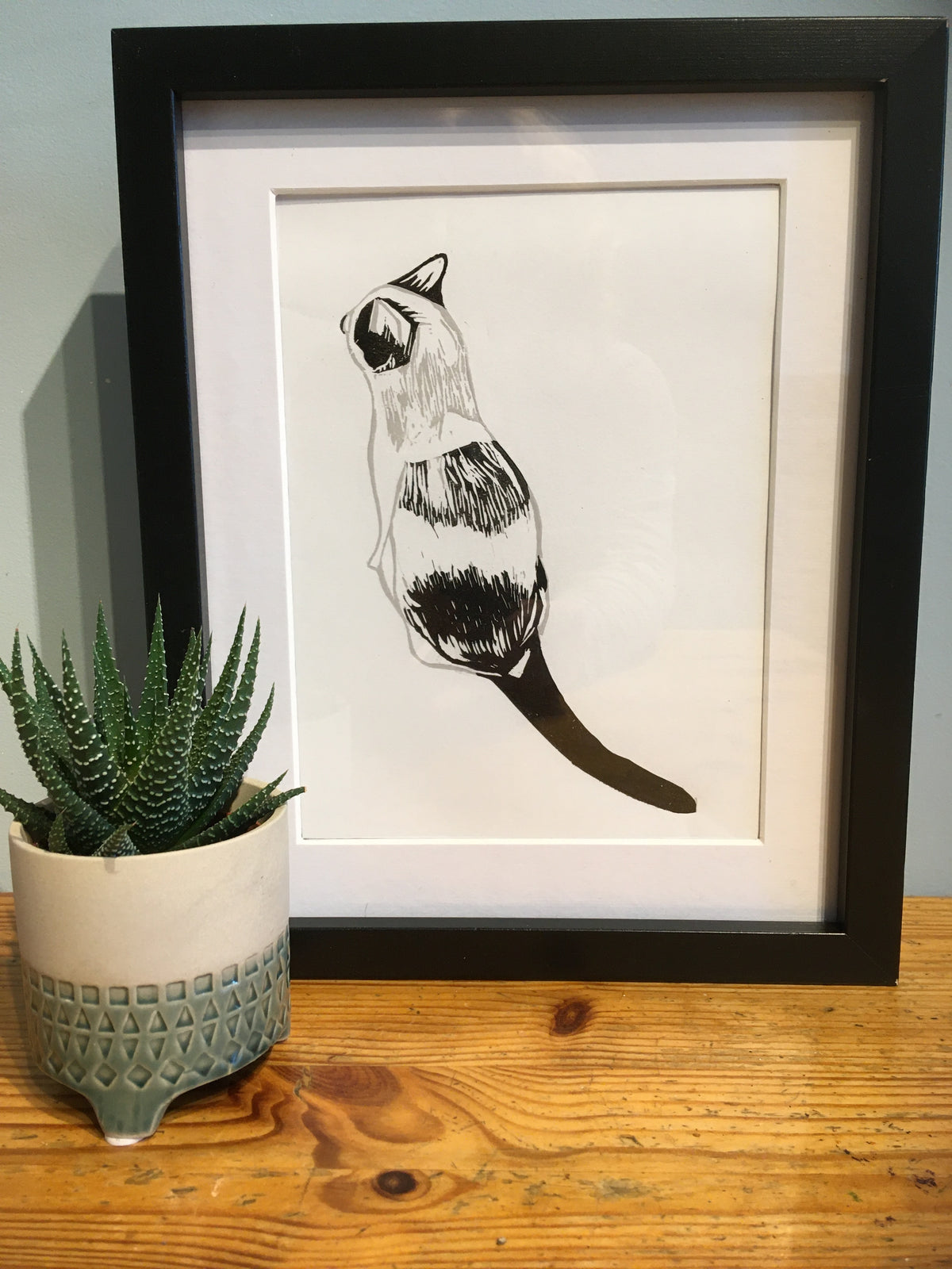 SSF Black and white cat