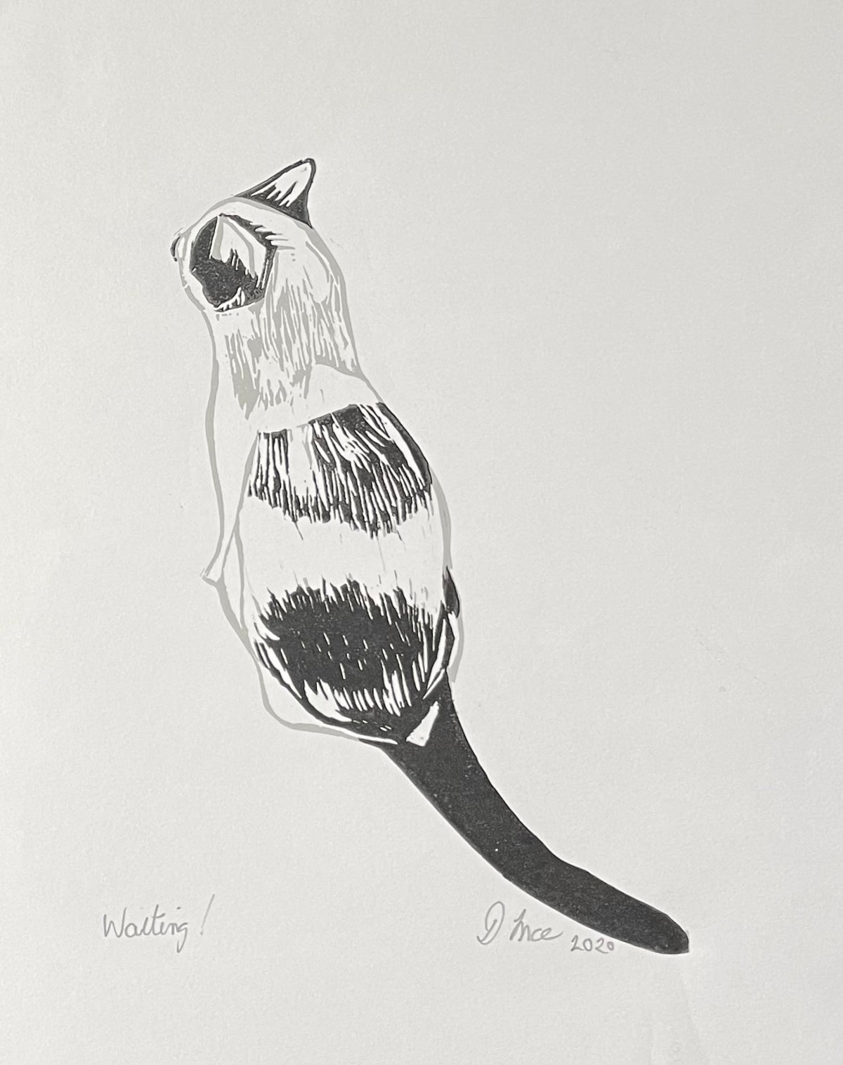 SSF Black and white cat