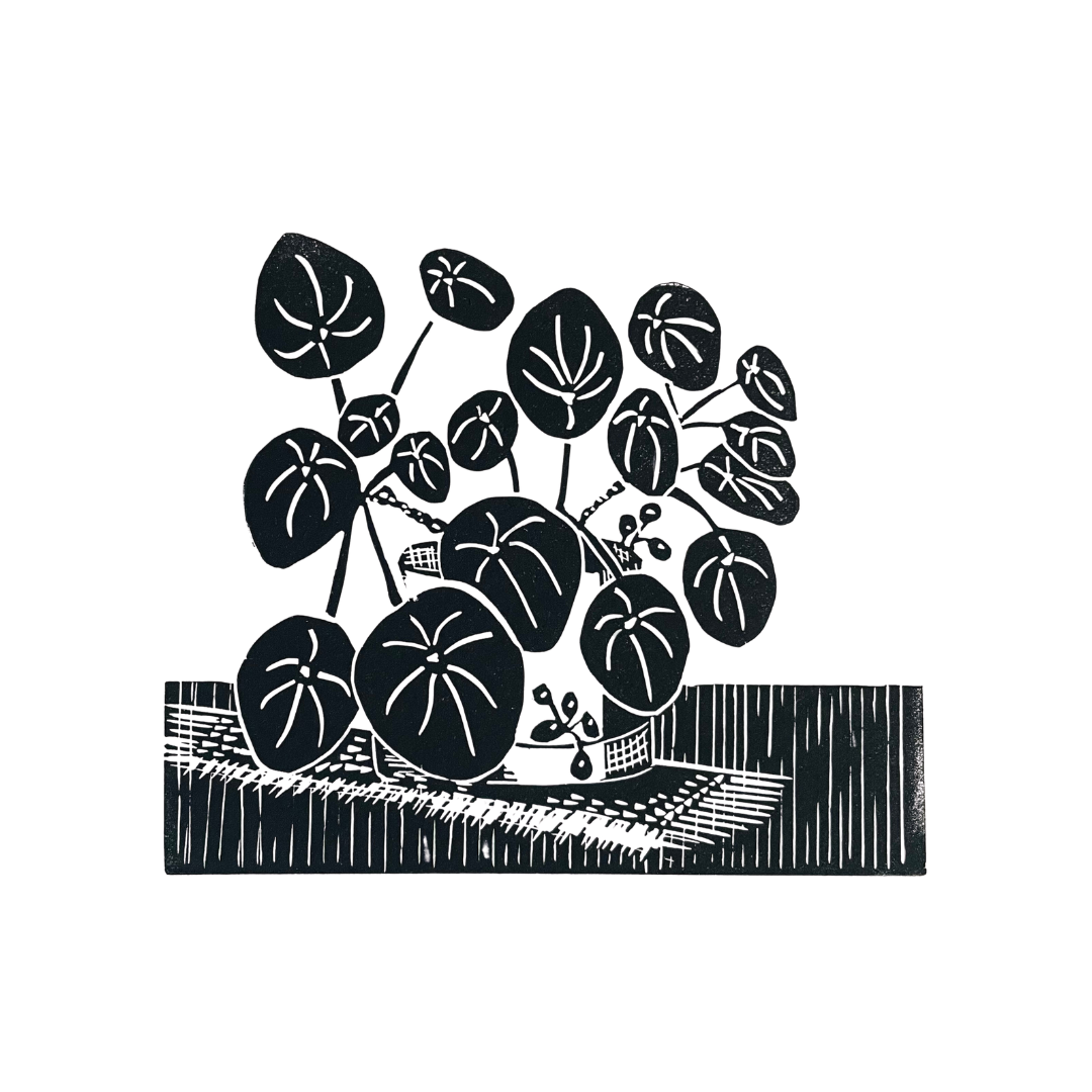 SSF Chinese Money Plant